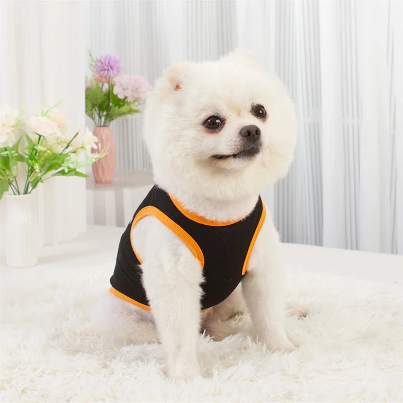 A fluffy white dog wearing a black sleeveless vest with orange trim sitting on a white rug.