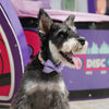 Classic Plaid Dog Collar, Harness & Leash Set with Bowtie
