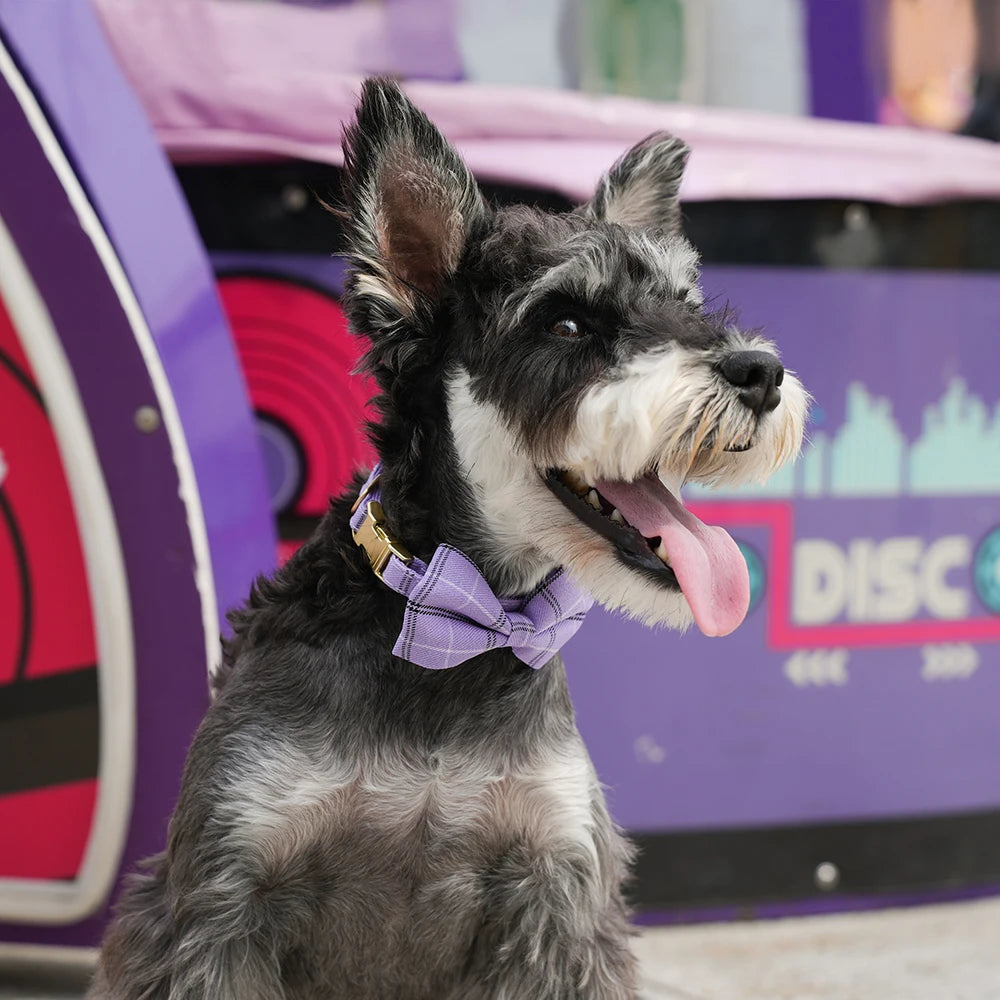 Classic Plaid Dog Collar, Harness & Leash Set with Bowtie