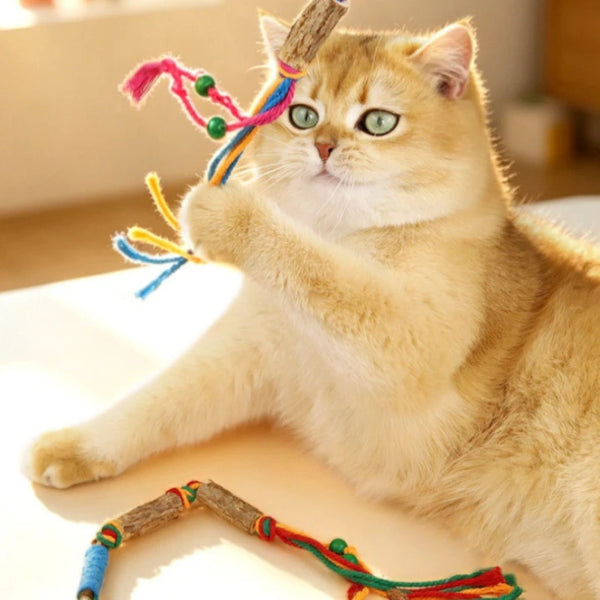 A fluffy orange tabby cat holding a colorful knotted rope toy.
