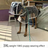 Clear Dog Raincoat with Button-Up Front