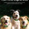 Three dogs wearing electric training collars are pictured outdoors.