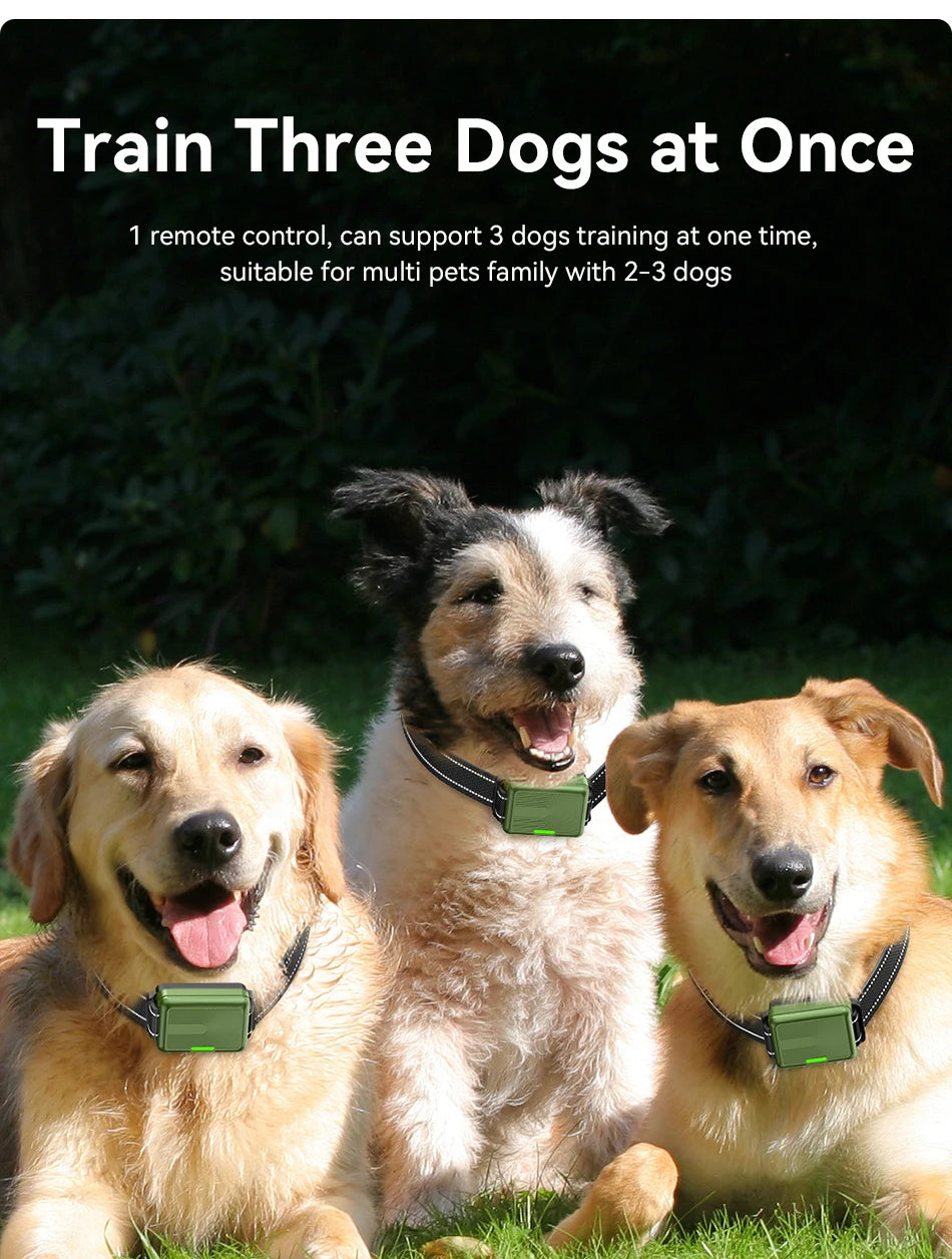 Three dogs wearing electric training collars are pictured outdoors.