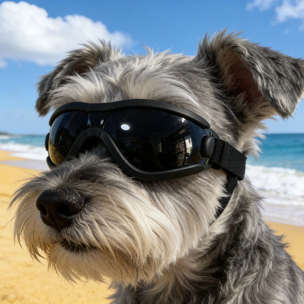 Ein flauschiger grauer Hund mit schwarzen UV-Schutz-Sonnenbrille am Meer.