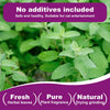 Fresh herbal leaves used for cat entertainment and natural plant fragrance