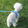 A white poodle wearing a blue harness and leash standing on green grass.