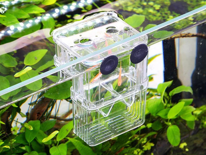 Cage d'isolement pour reproduction en aquarium