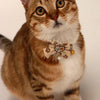 A tabby cat wearing a decorative breakaway collar with a bowknot and bell.