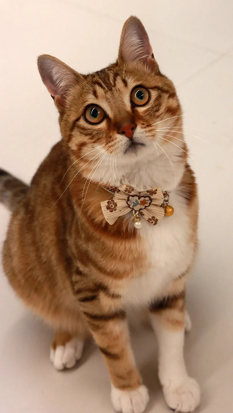 A tabby cat wearing a decorative breakaway collar with a bowknot and bell.
