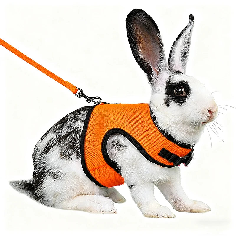 A white rabbit wearing an orange mesh harness and attached to a leash.