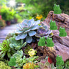 Mini Resin Frog Figurines for Fairy Garden & Terrarium Decor