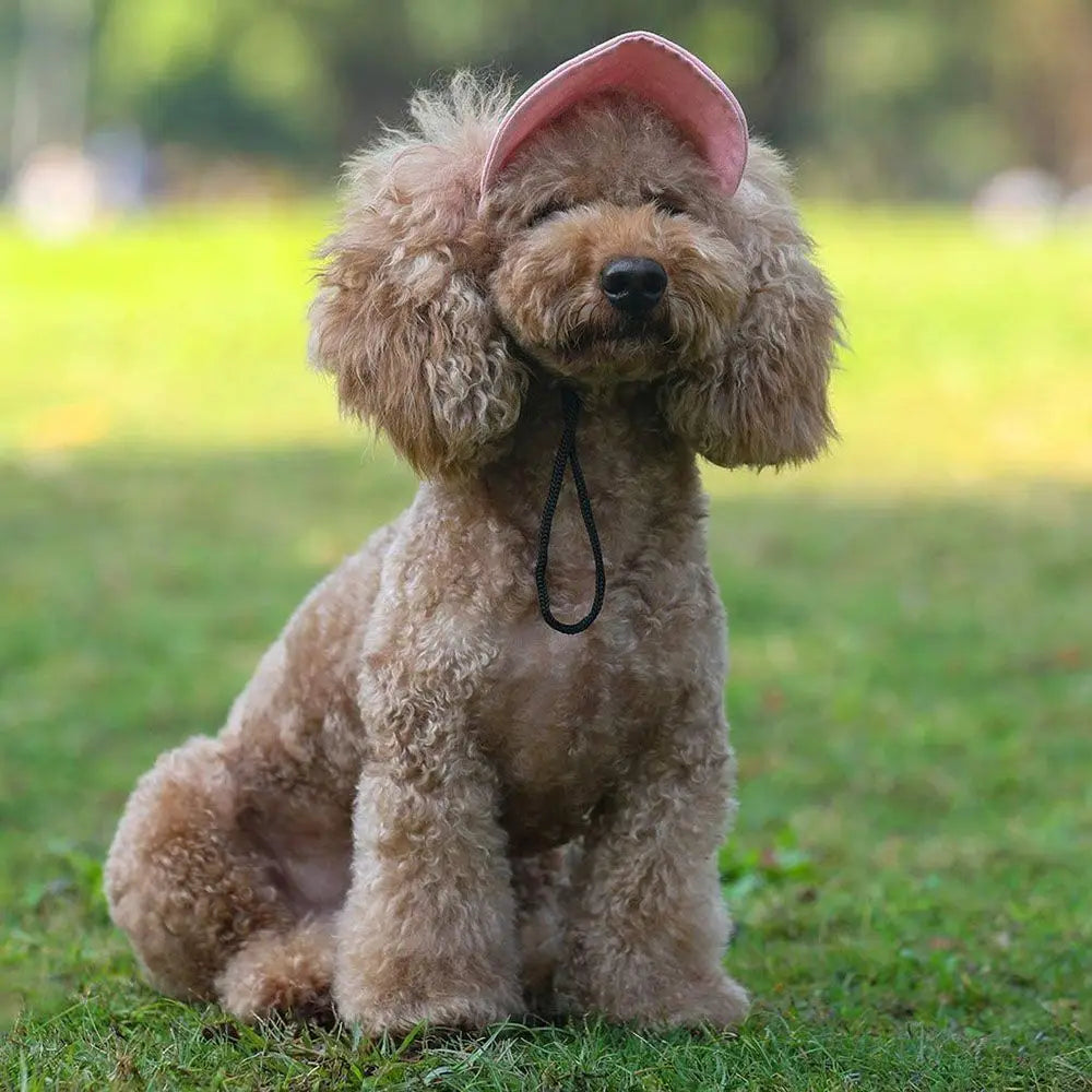 Ein hellbrauner Pudel mit rosa Baseballkappe sitzt auf grünem Gras.