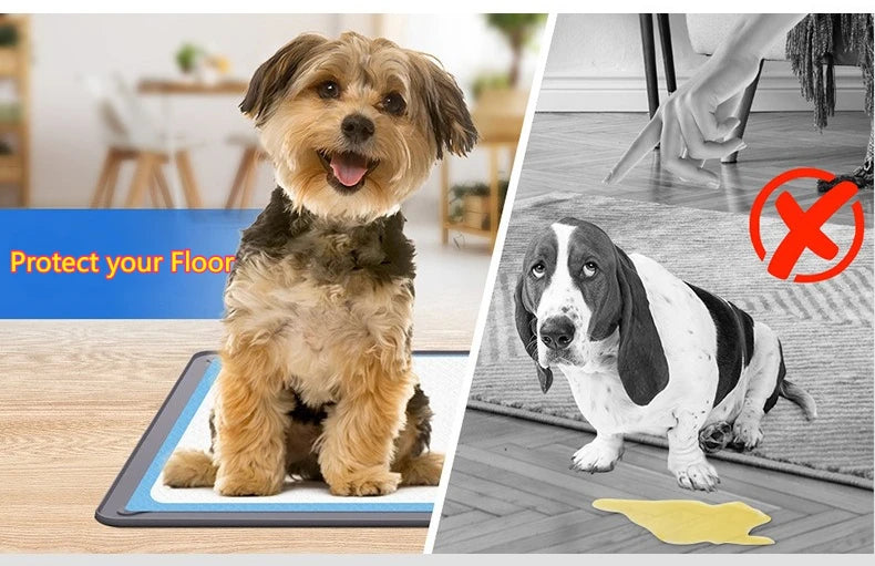 A dog is sitting on a silicone pee pad holder designed to protect the floor.
