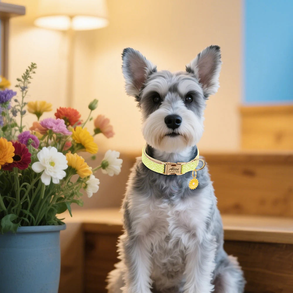 A small gray and white dog sits looking at the camera wearing a personalized bling nylon collar.