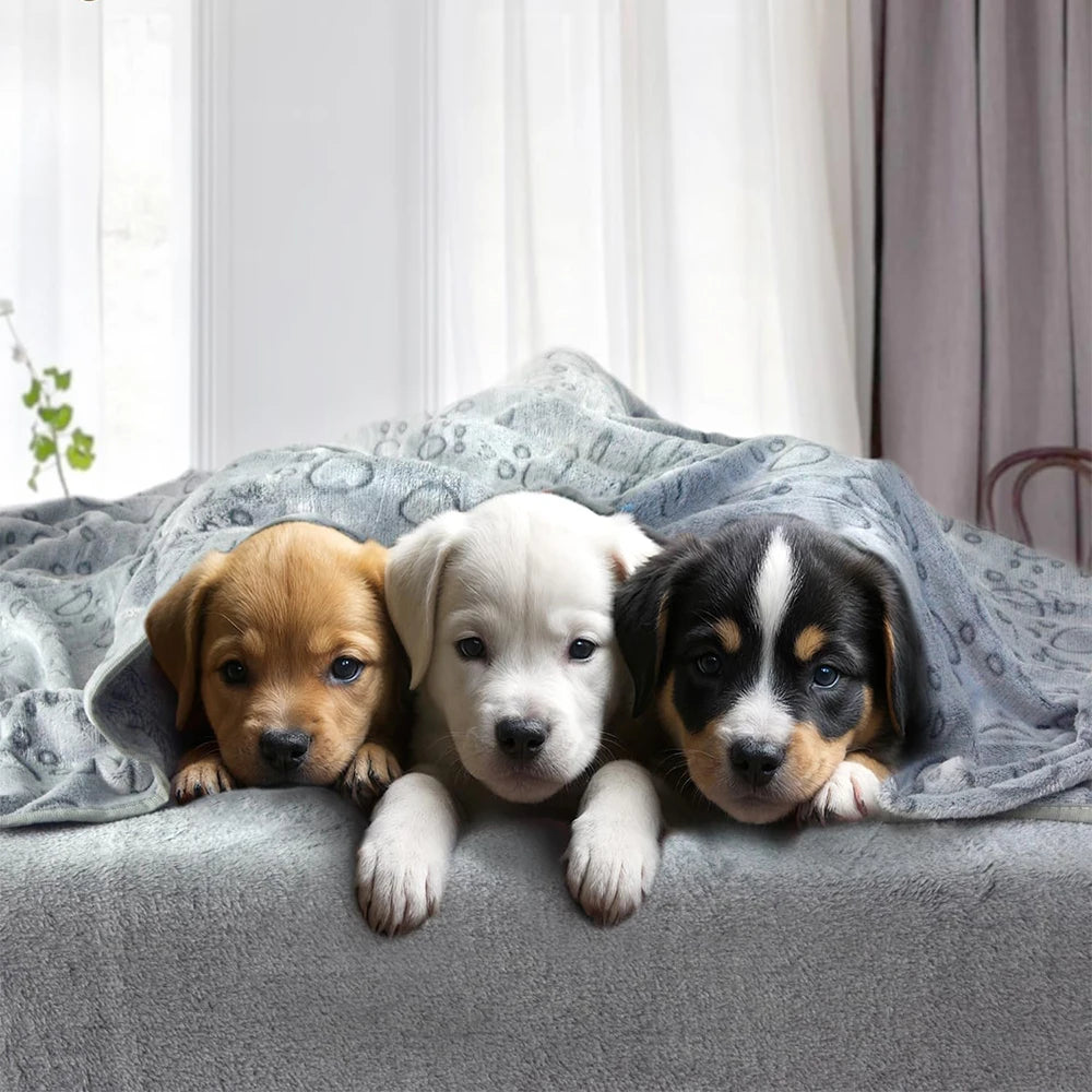 Three adorable puppies lying on a soft gray blanket near a window.