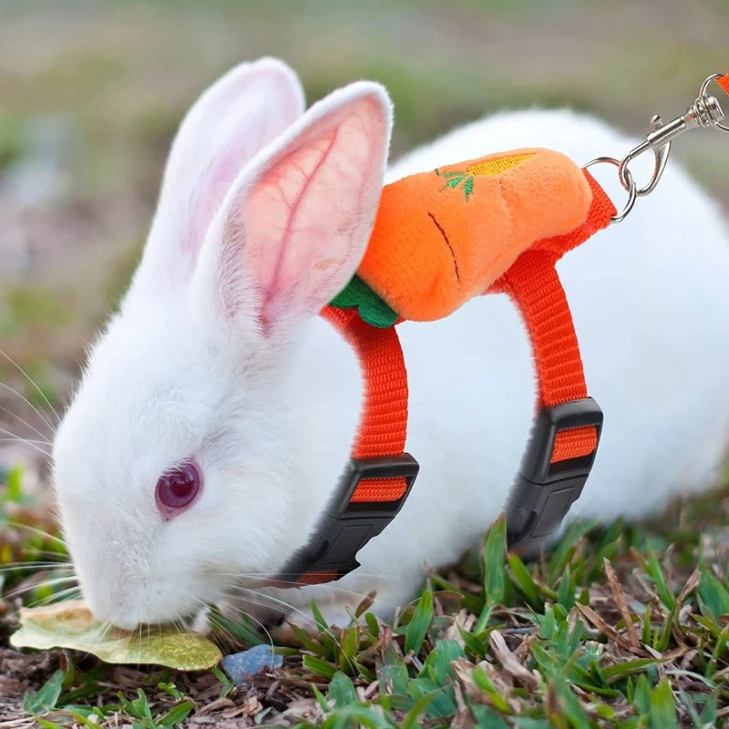 A white rabbit wearing an orange harness and leash, lying on green grass.