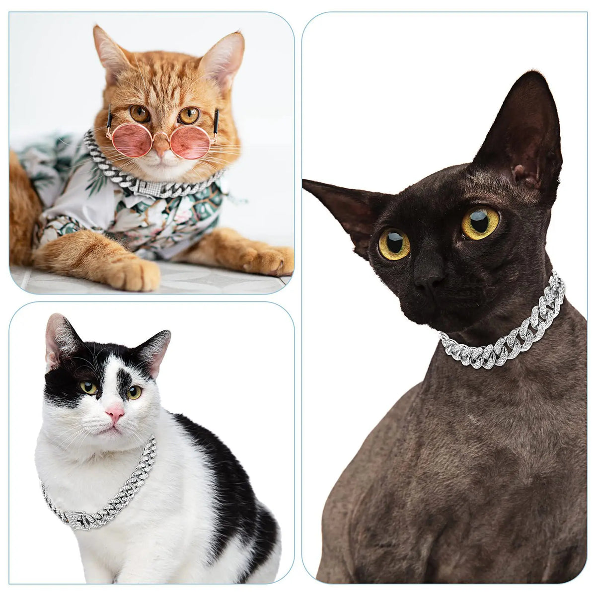 Trois chats portant ou posant avec un collier pour chien en chaîne dorée.