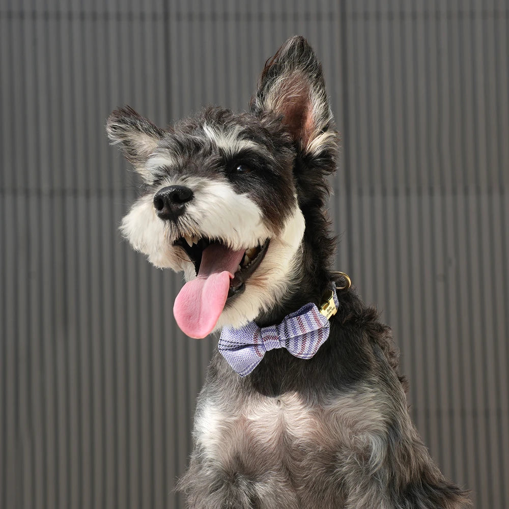 A gray and black dog with a pink tongue wearing a personalized bowtie dog collar.