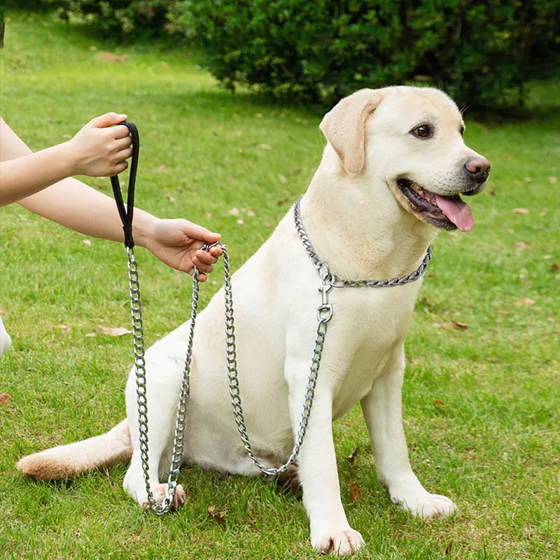 A light-colored dog is sitting on green grass while a person holds a heavy-duty metal leash.