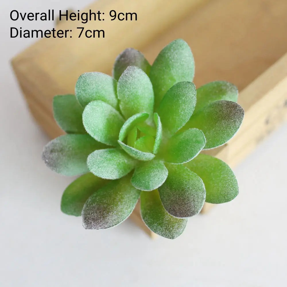 A small, round succulent plant with thick green leaves and gray tips displayed in a wooden tray.