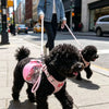 Portable 2-in-1 Pet Water Bottle with Lanyard