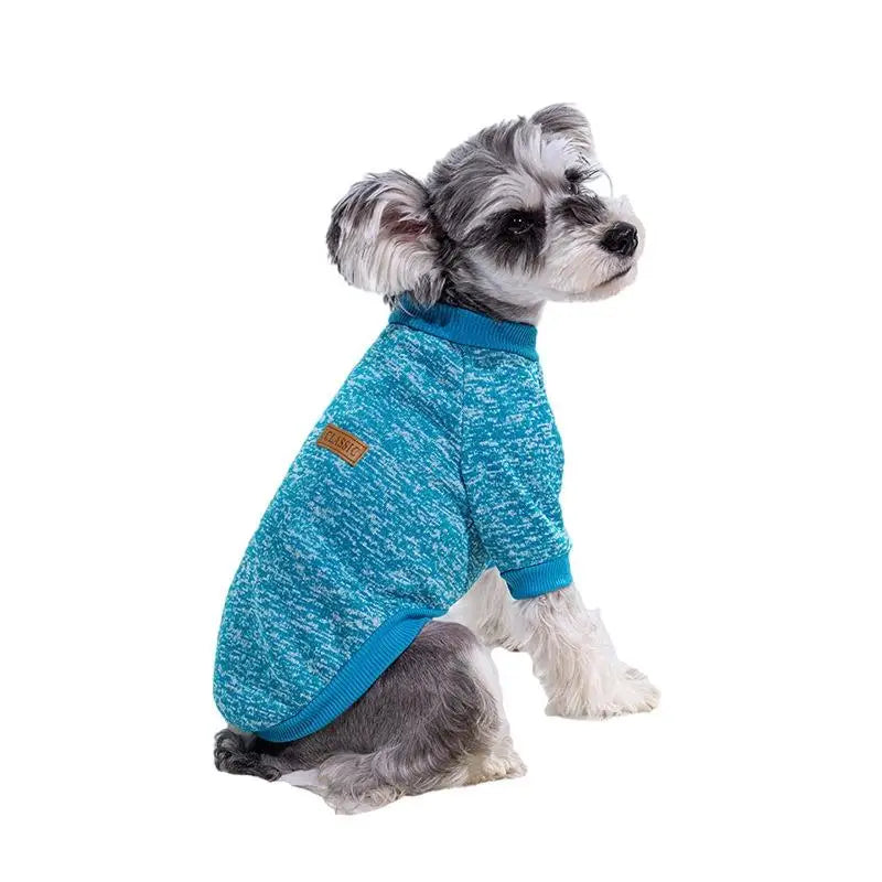 A small, gray dog wearing a teal knitted winter jacket.