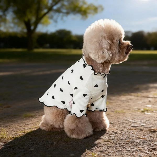 A light tan poodle wearing a white ribbed t-shirt with black heart patterns, sitting outdoors.
