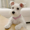 A white dog wearing a pink jeweled bowknot pet collar sitting on a light wooden surface.