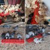 Abreuvoir à oiseaux en plastique avec couvercle basculant
