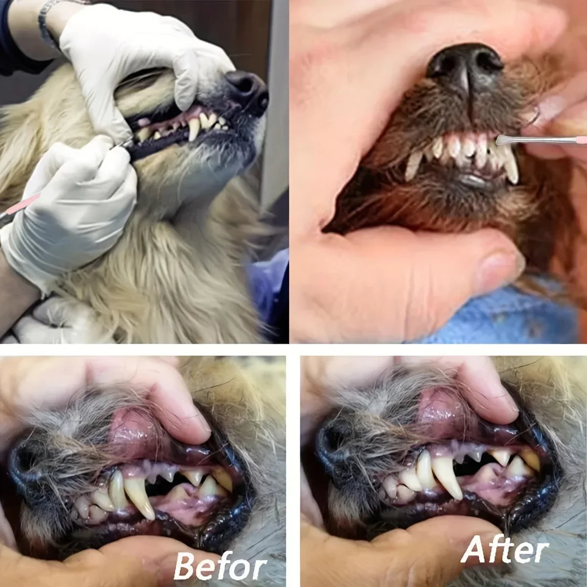 Imágenes antes y después mostrando el uso de un raspador dental para mascotas en los dientes de un perro.