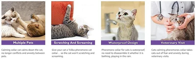 A cat is shown using a pheromone collar for calming and anxiety relief during visits.