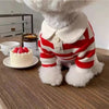 Ein flauschiger weißer Hund mit einem rot-weiß gestreiften West und einem cremefarbenen Kragen neben einem kleinen Kuchen.