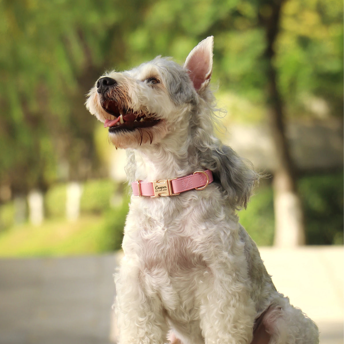 A light gray dog wearing a pink leather collar with an engraved nameplate, looking to the side.