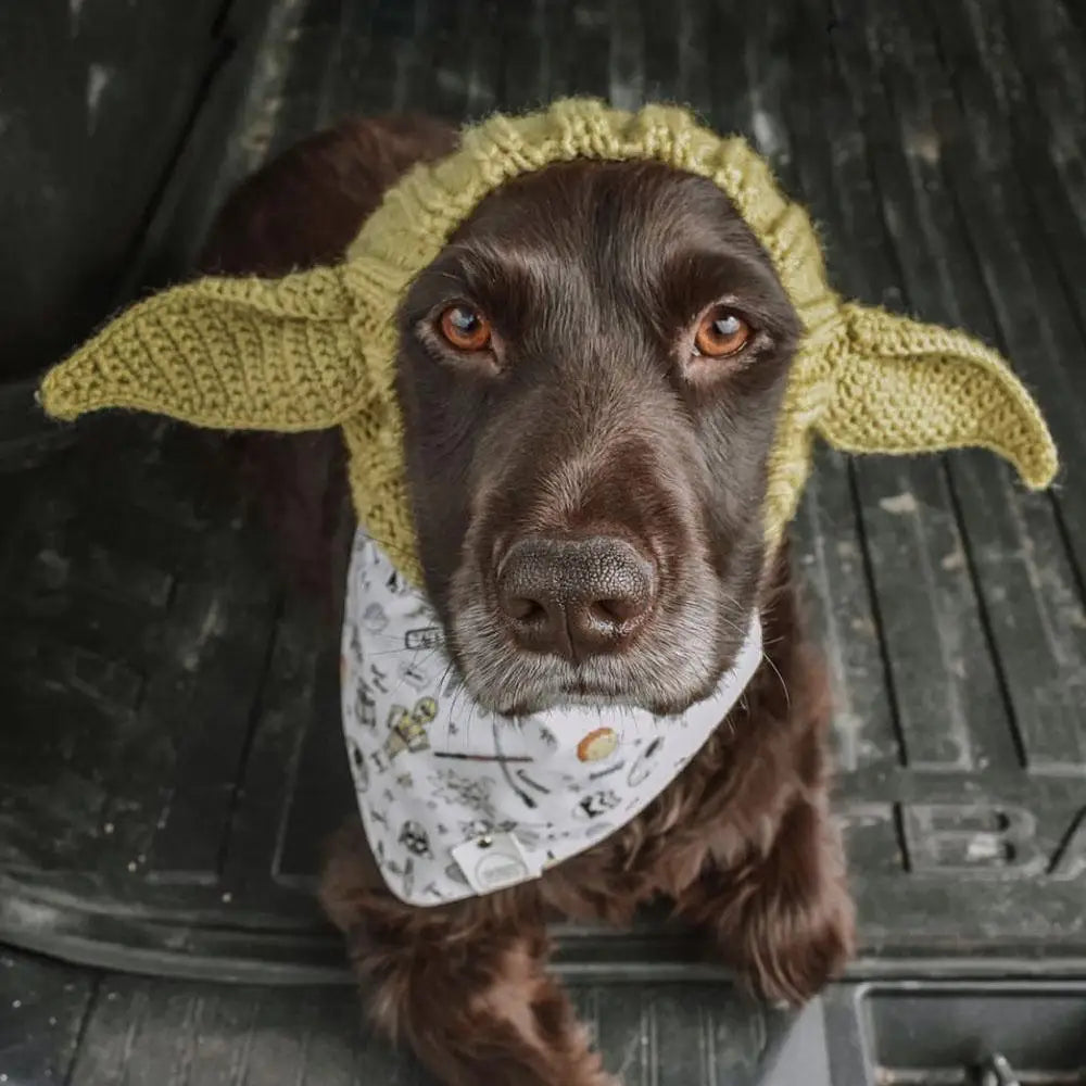 Ein brauner Hund mit einer gestrickten gelben Ohrenpolster und einem gemusterten Stoffhalsband.