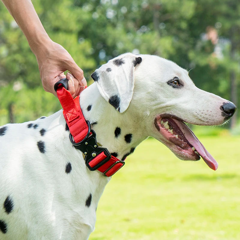 A white dog wearing a red tactical collar with a black handle, being held by a person outdoors.