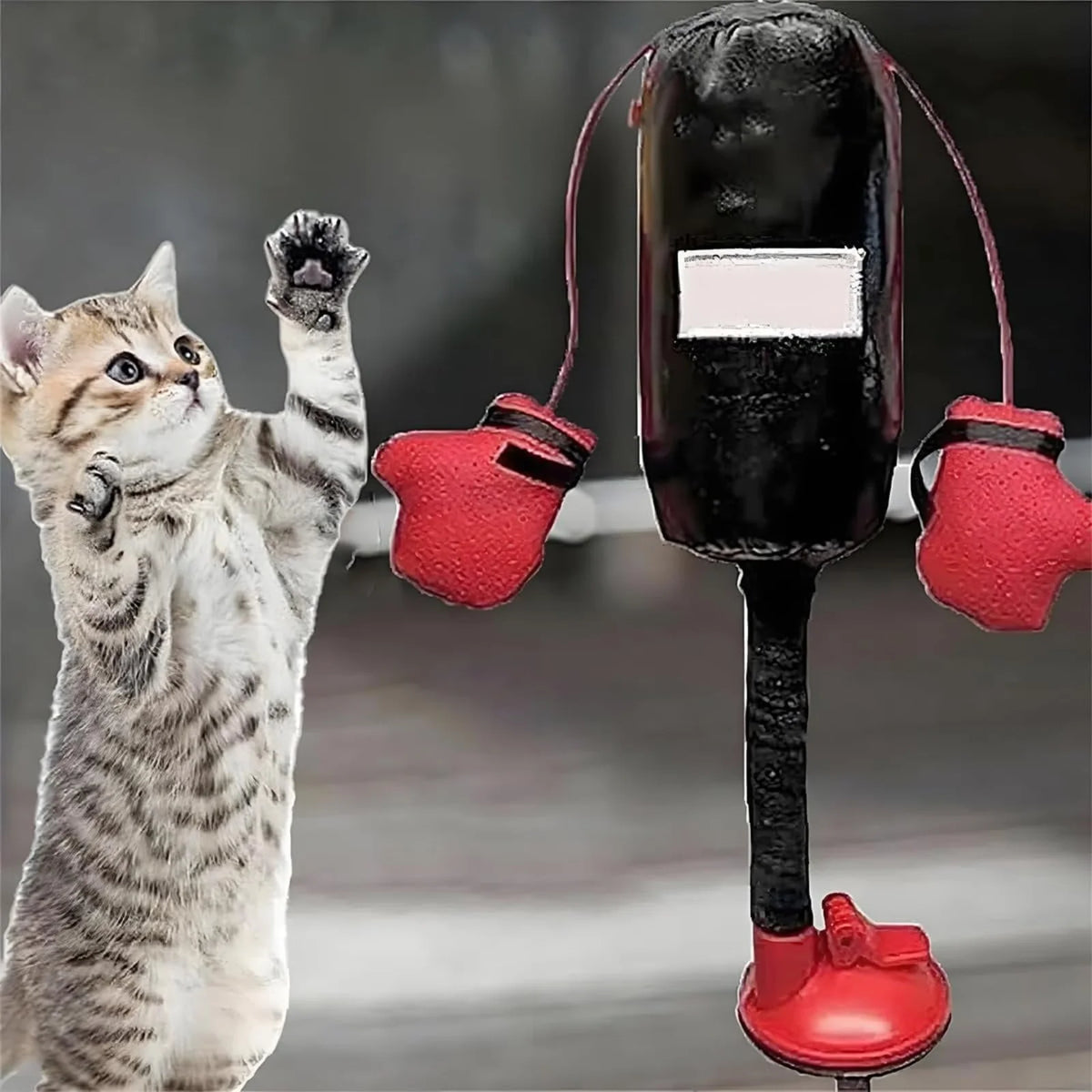 Ein Kätzchen spielt aktiv mit einem interaktiven Katzen-Boxen- und Kratzspielzeug mit schwarzem Mikrofon und roten Handschuhe