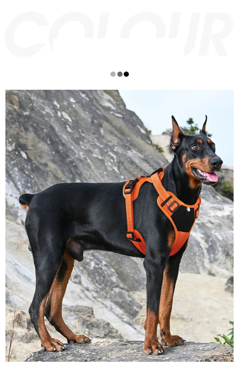 A black dog wearing an orange tactical harness standing outdoors against a rocky background.