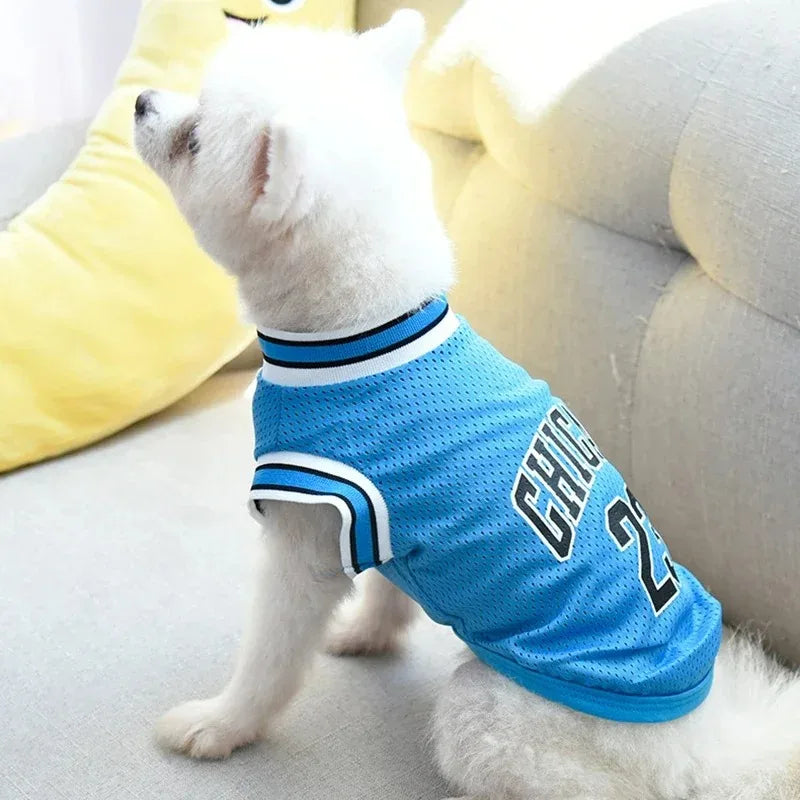A white dog wearing a blue breathable mesh sport jersey with white trim sitting on a light-colored sofa.