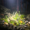 Articulated Dragon Skeleton Aquarium Ornament
