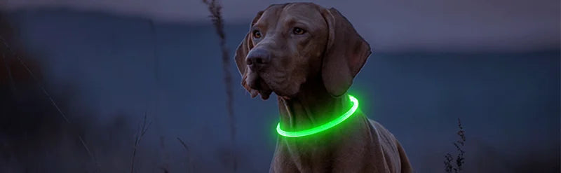 Rechargeable LED Dog Collar with USB Charging