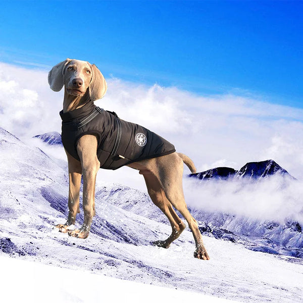 A light-colored dog standing on a snowy mountain slope under a blue sky.