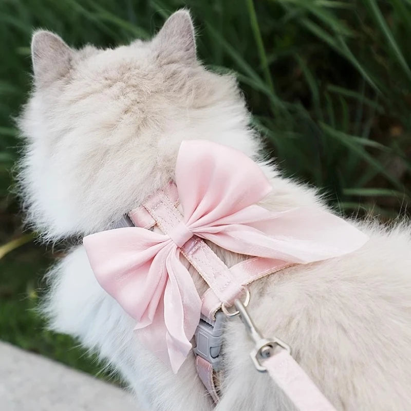 A fluffy white cat wearing a pink bowknot harness and leash, outdoors.
