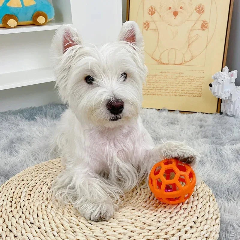 A white West Highland White Terrier sits on a woven mat next to an orange rubber dog chew ball.