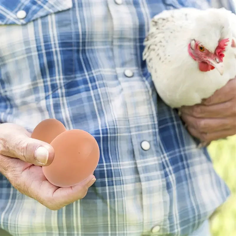 A person holds a plastic chicken egg and a live chicken in a blue plaid shirt.