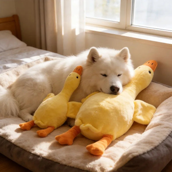 A white fluffy dog is resting on a beige blanket with two yellow plush duck toys.