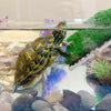 Turtle Basking Platform with Simulation Lawn Ramp