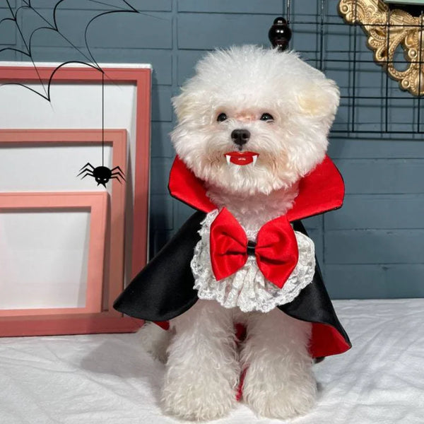 A fluffy white dog wearing a classic red and black vampire cape with a bow and collar.