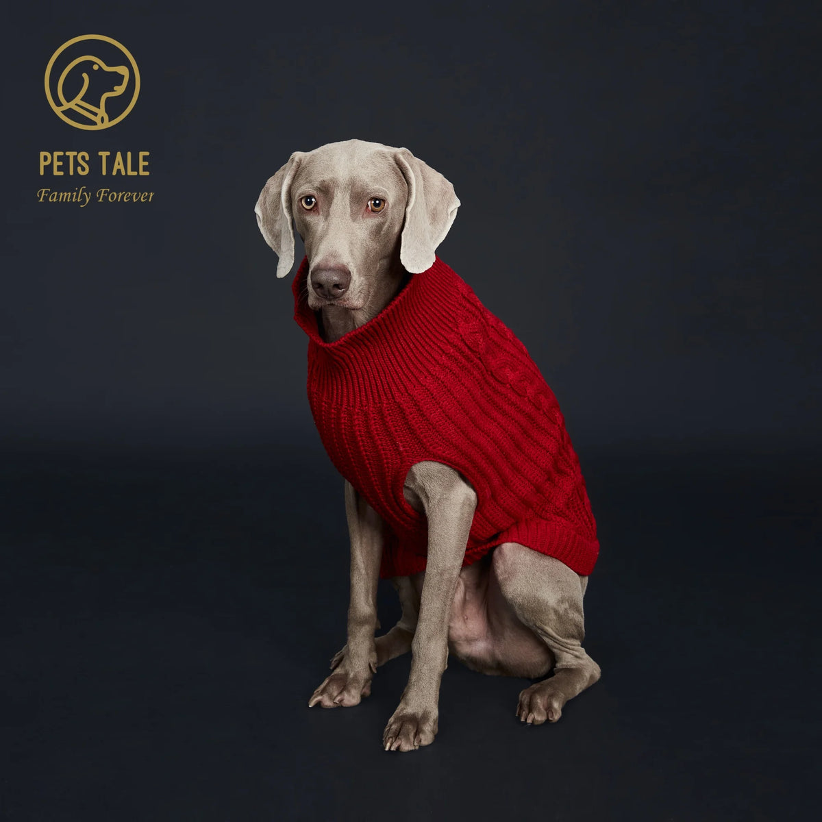 A light-colored dog is wearing a bright red, chunky knitted sweater.