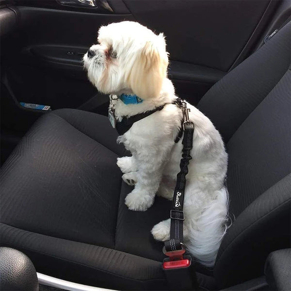 A white poodle sits in a black car seat with an adjustable pet car seat belt.