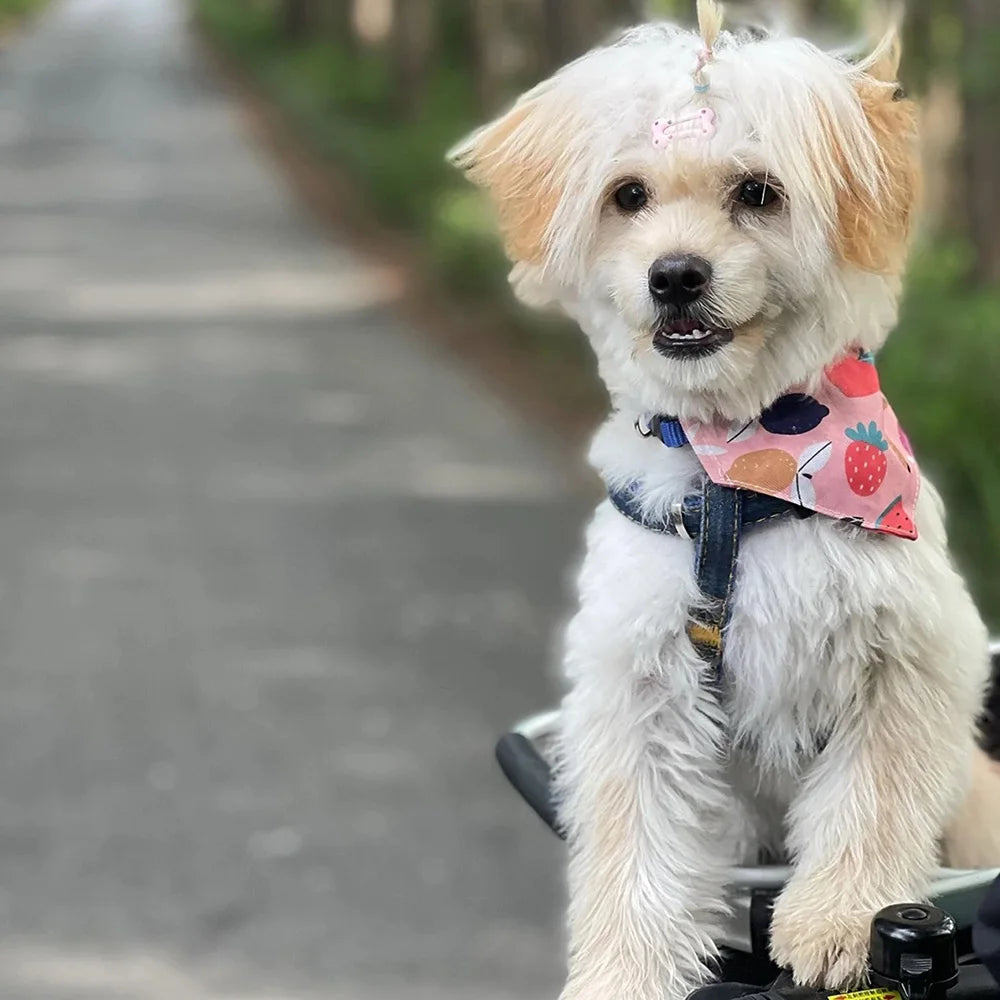 A fluffy white dog wearing a pink strawberry printed collar and bandana, sitting outdoors.